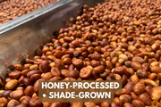 Honey-processed shade-grown coffee beans in a pile with a metal scoop.