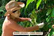 Woman picking coffee beans from a tree with 'Shade-Grown • Farm-Direct' text overlay.